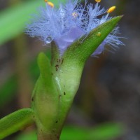 Cyanotis thwaitesii Hassk.